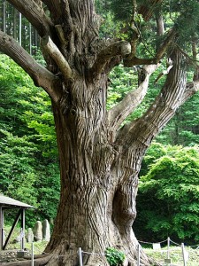 関の甕杉
