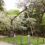 大鹿桜