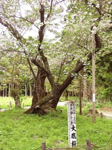 大鹿桜