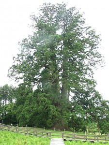 杉沢の大杉