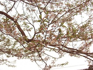 鬼子坂の桜