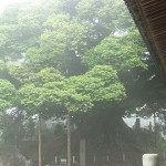 称名寺のシイの木