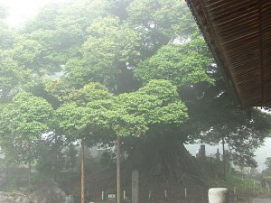 称名寺のシイの木